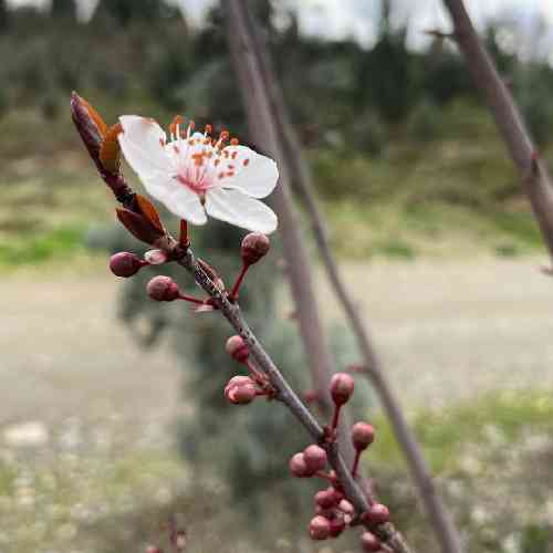 حمیدرضا خوش سیتی